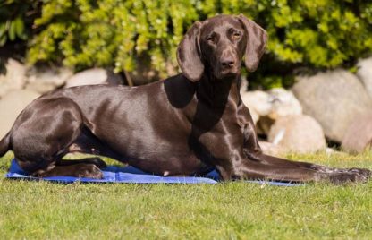 Tapis rafraîchissant pour chien et chat, Trixie